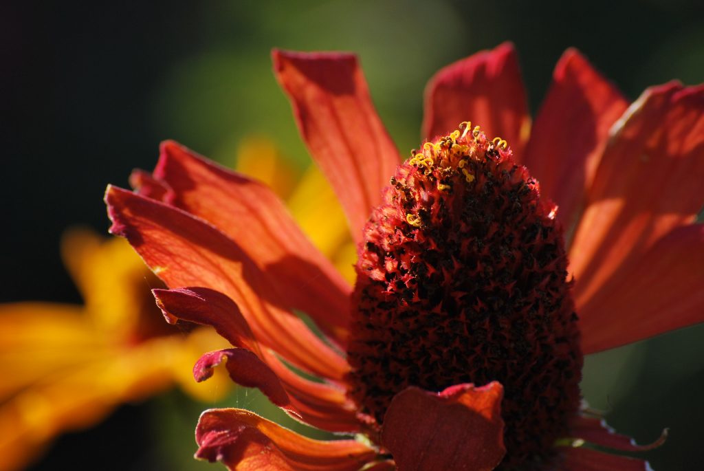 DSC_0534