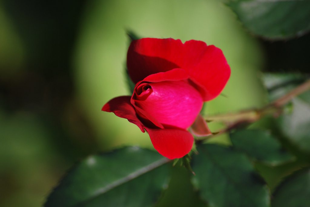 DSC_0561