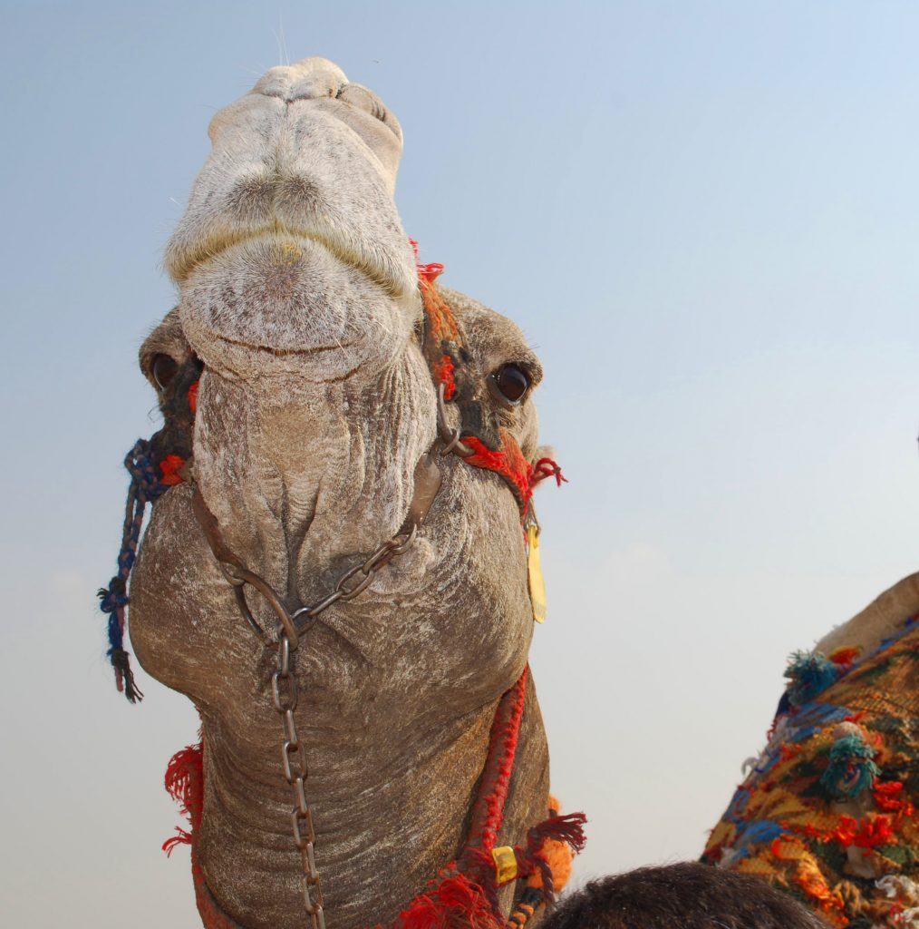 Camel