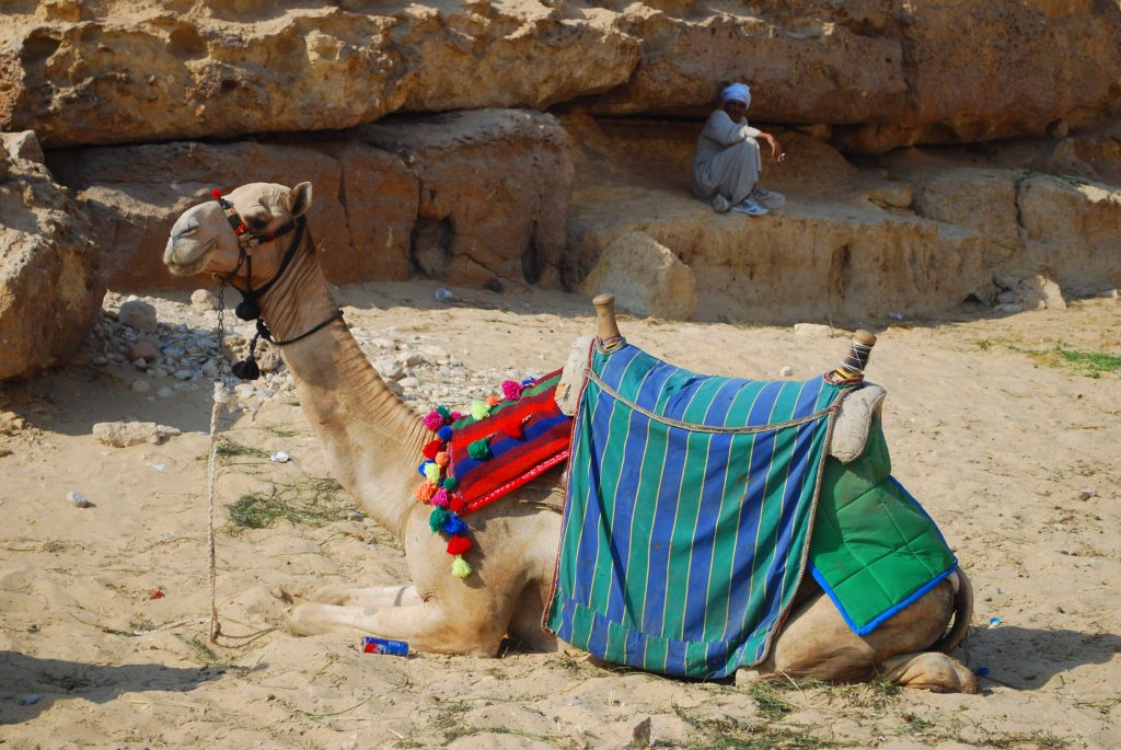 Sitting Camel